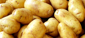 Kartoflen – en vigtig råvare